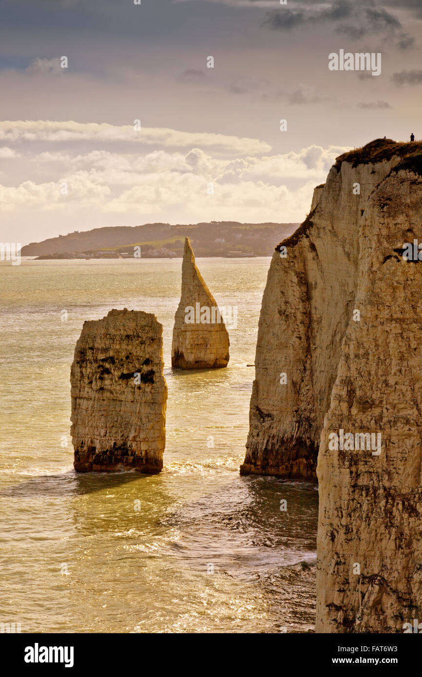 La craie à Handfast Kilburnie Point et Old Harry Rocks marquer le début de la Côte Jurassique, dans le Dorset, Angleterre, RU Banque D'Images