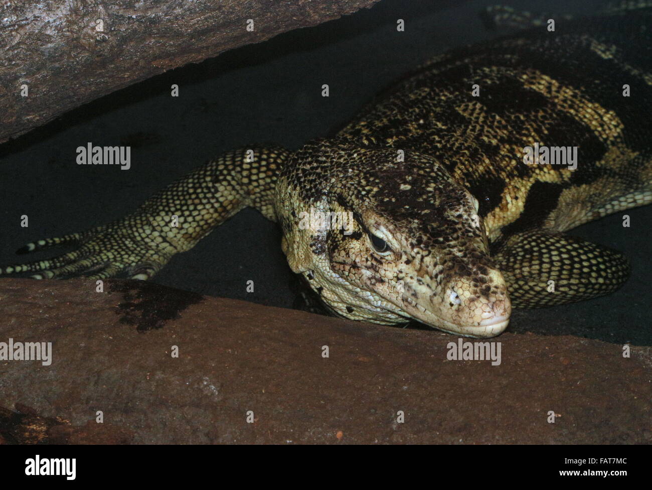 Contrôle de l'eau de l'Asie du Sud-Est (Varanus salvator), près de la tête de caméra, Banque D'Images