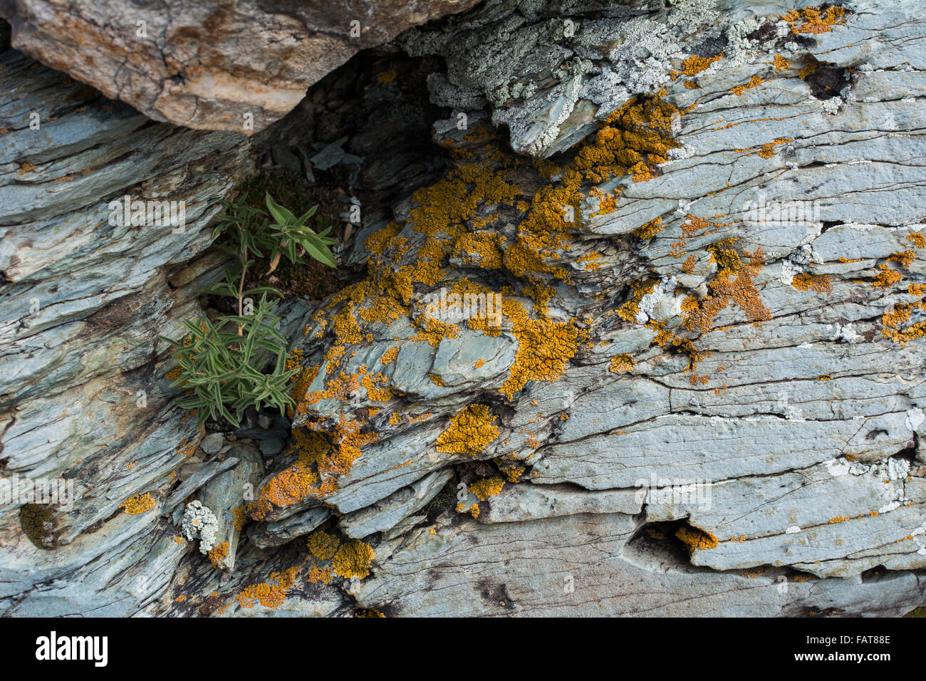 Silver gray rock stone texture background moss grass close up Banque D'Images