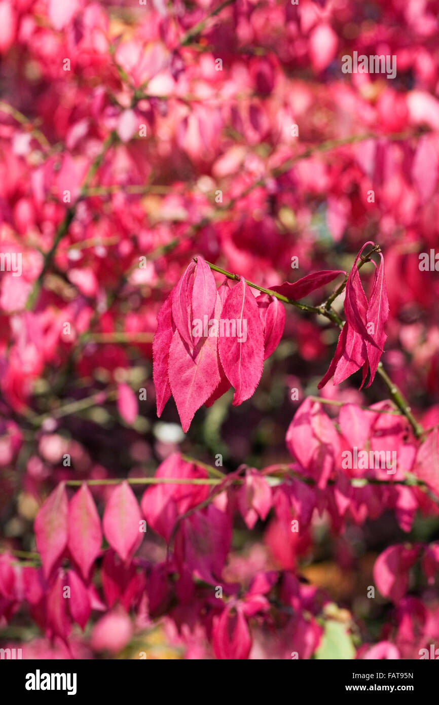 Euonymus alatus feuilles à l'automne. L'arbre de fusée à ailes. Banque D'Images