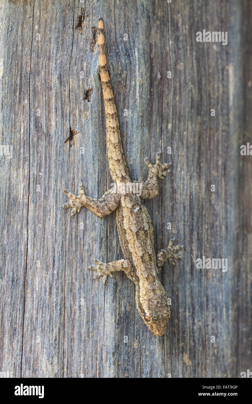 Close up House petit lézard sur l'arbre Banque D'Images