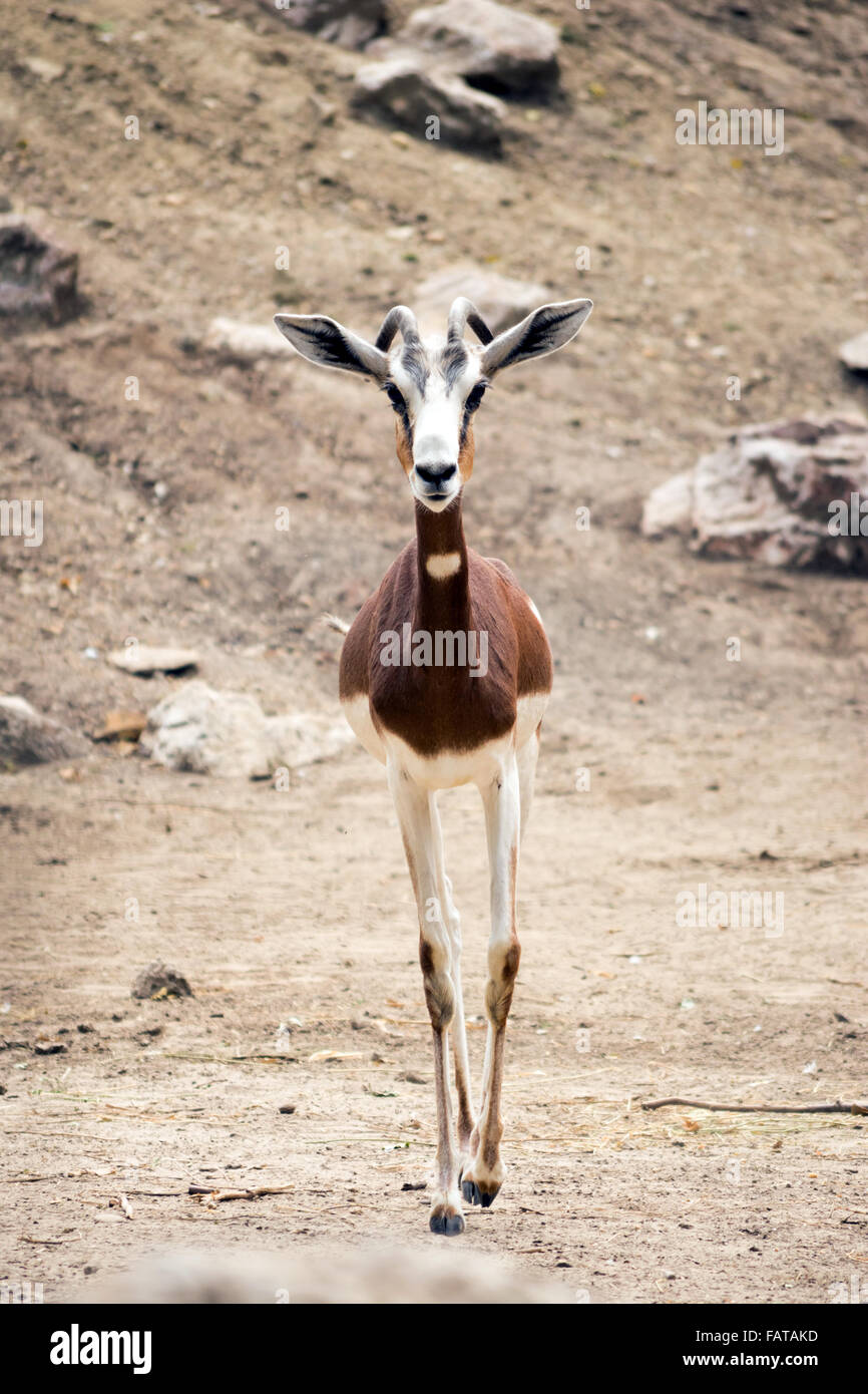 La gazelle dama mhorr Nanger dama () Banque D'Images