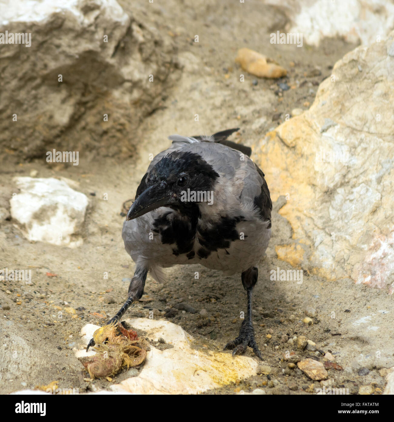 Hooded crow (Corvus cornix) manger un poussin Banque D'Images