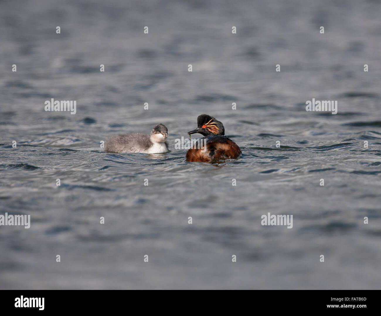 Grèbe à cou noir Podiceps nigricollis,, grèbe, adultes et juvéniles, Banque D'Images