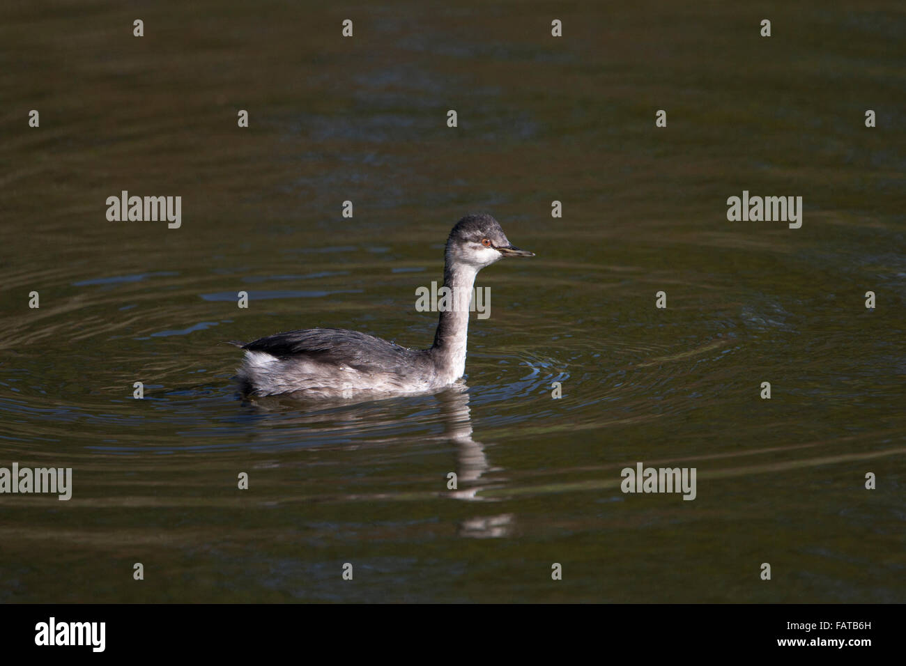 Grèbe à cou noir Podiceps nigricollis,, Grèbe juvénile, l'automne, Banque D'Images