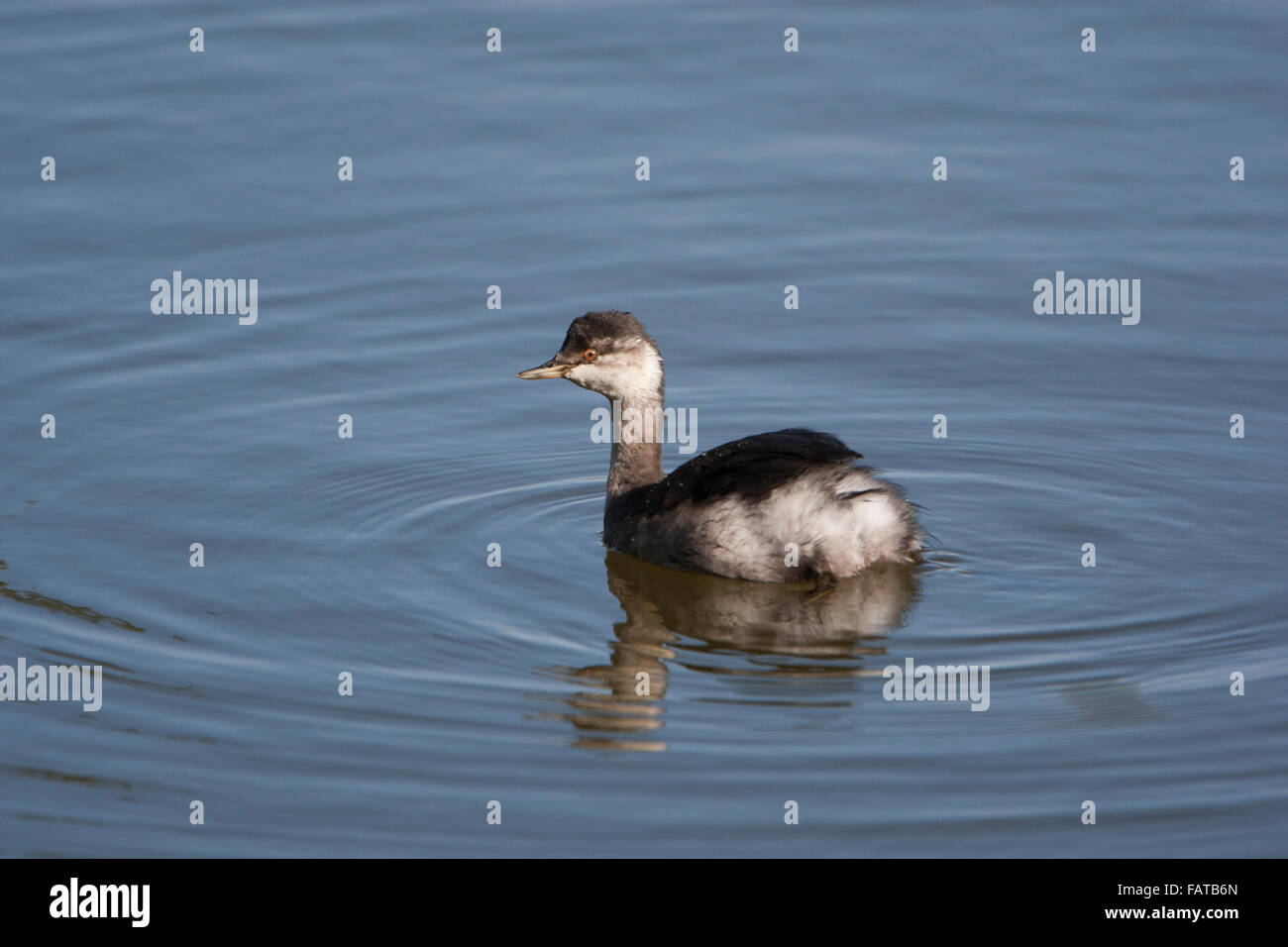 Grèbe à cou noir Podiceps nigricollis,, Grèbe juvénile, l'automne, Banque D'Images