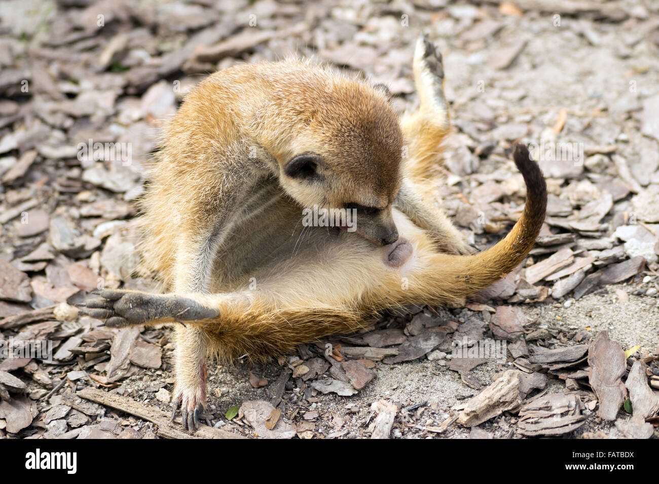 Meerkat (Suricata suricatta) en position drôle Banque D'Images