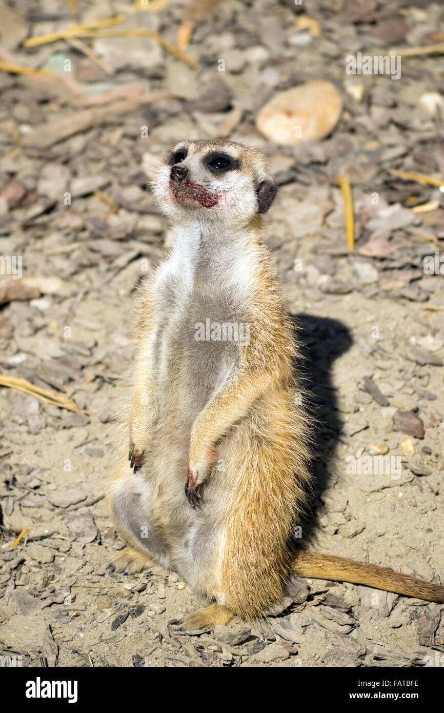 Meerkat (Suricata suricatta) regarder le ciel avec un sourire Banque D'Images