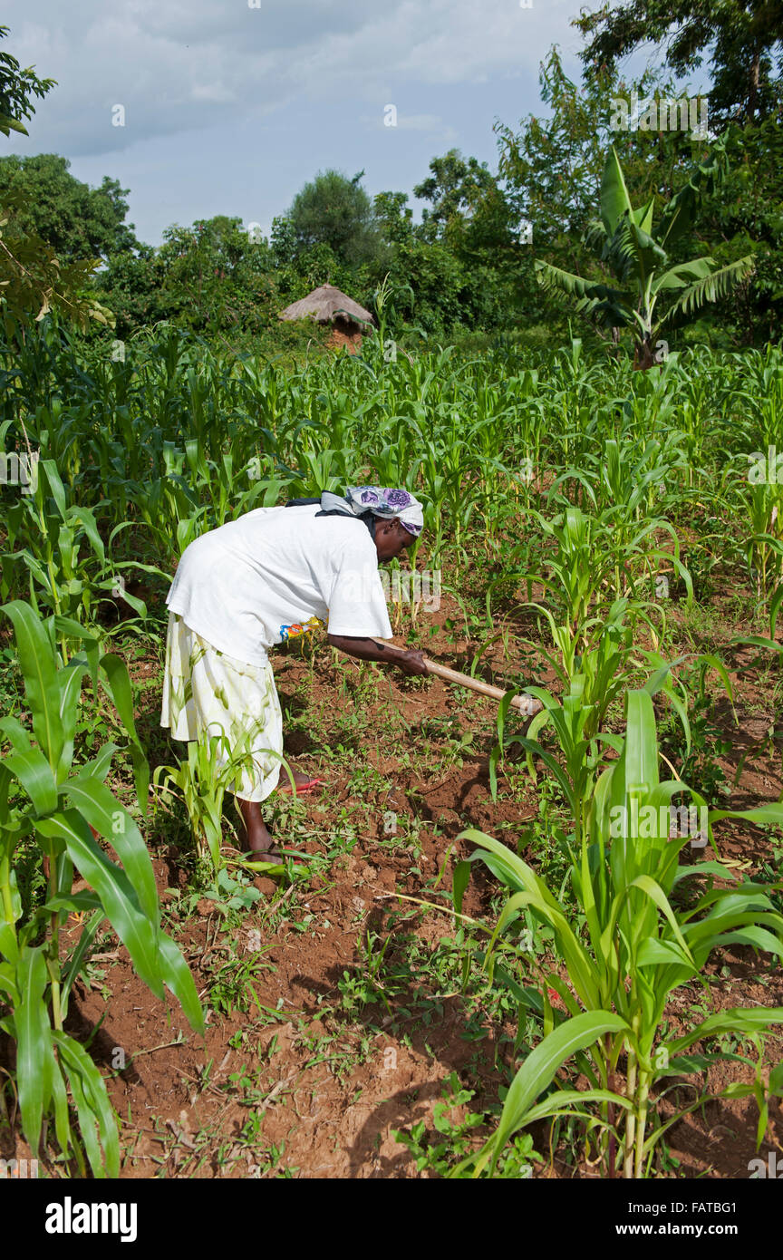 Le désherbage agricultrice kenyan dans sa parcelle de maïs, à l'aide d'une pioche. Au Kenya. Banque D'Images