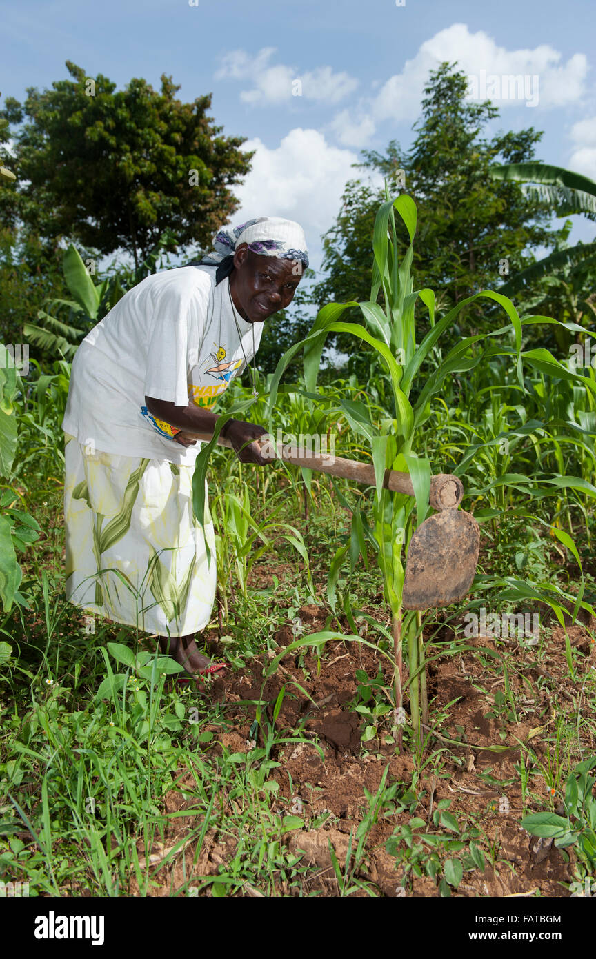 Le désherbage agricultrice kenyan dans sa parcelle de maïs, à l'aide d'une pioche. Au Kenya. Banque D'Images