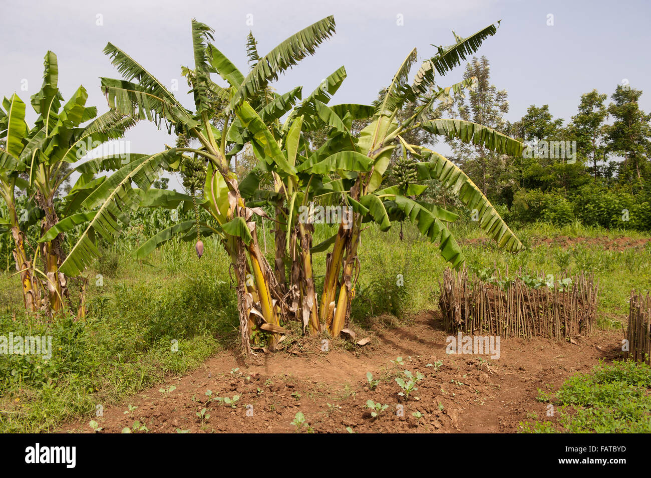 Plant de banane avec des fruits et des semences. Au Kenya. Banque D'Images