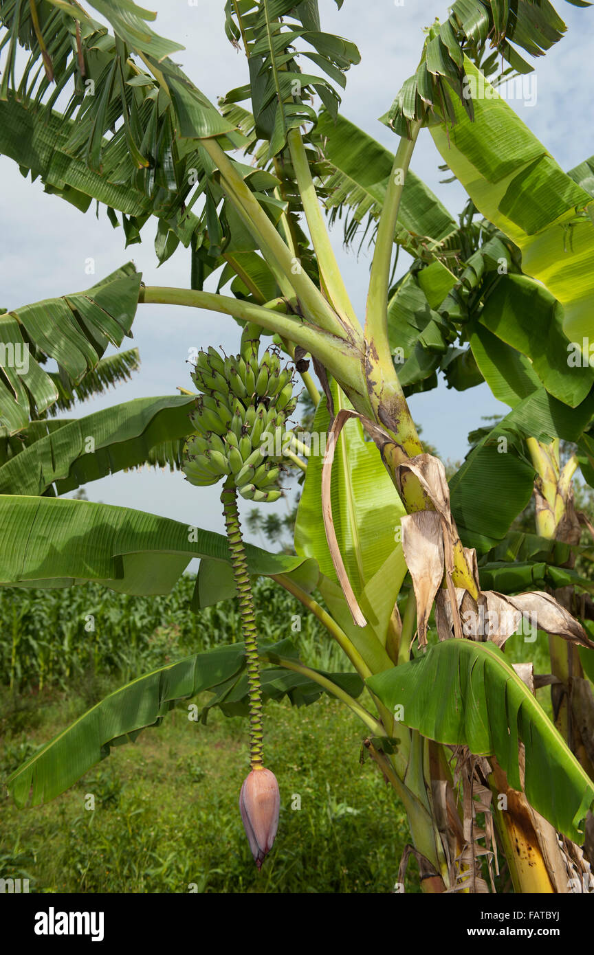 Plant de banane avec des fruits et des semences. Au Kenya. Banque D'Images
