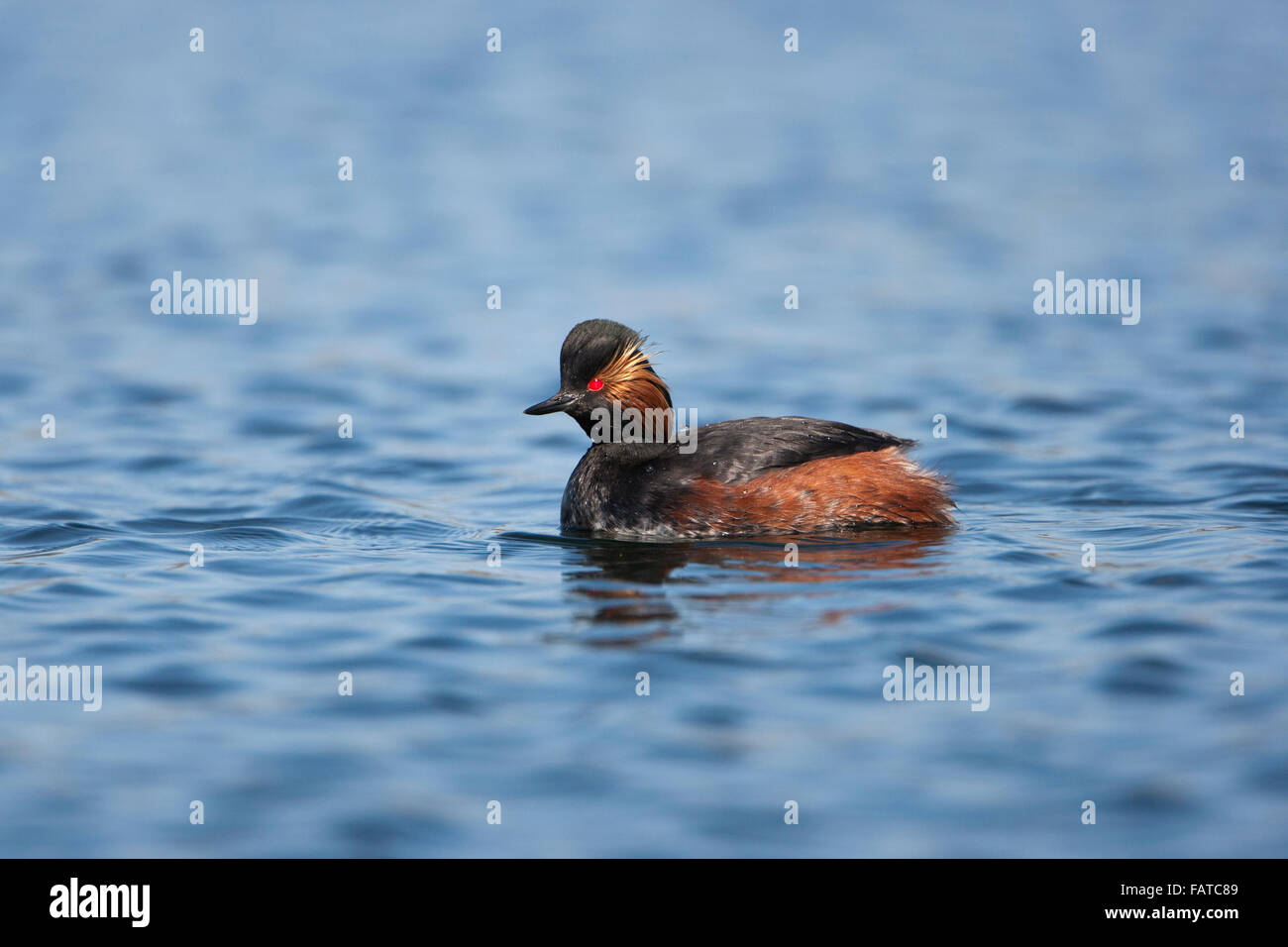 Grèbe à cou noir Podiceps nigricollis, grèbe, plumage d'été, les adultes en plumage nuptial,, Banque D'Images