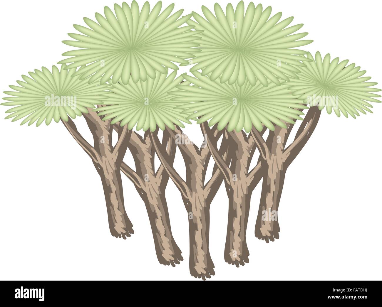 Concept écologique, une illustration des symboles de l'arbre ou des arbres et des plantes vertes isométrique d'arbre Dragon pour décoration de jardin Illustration de Vecteur