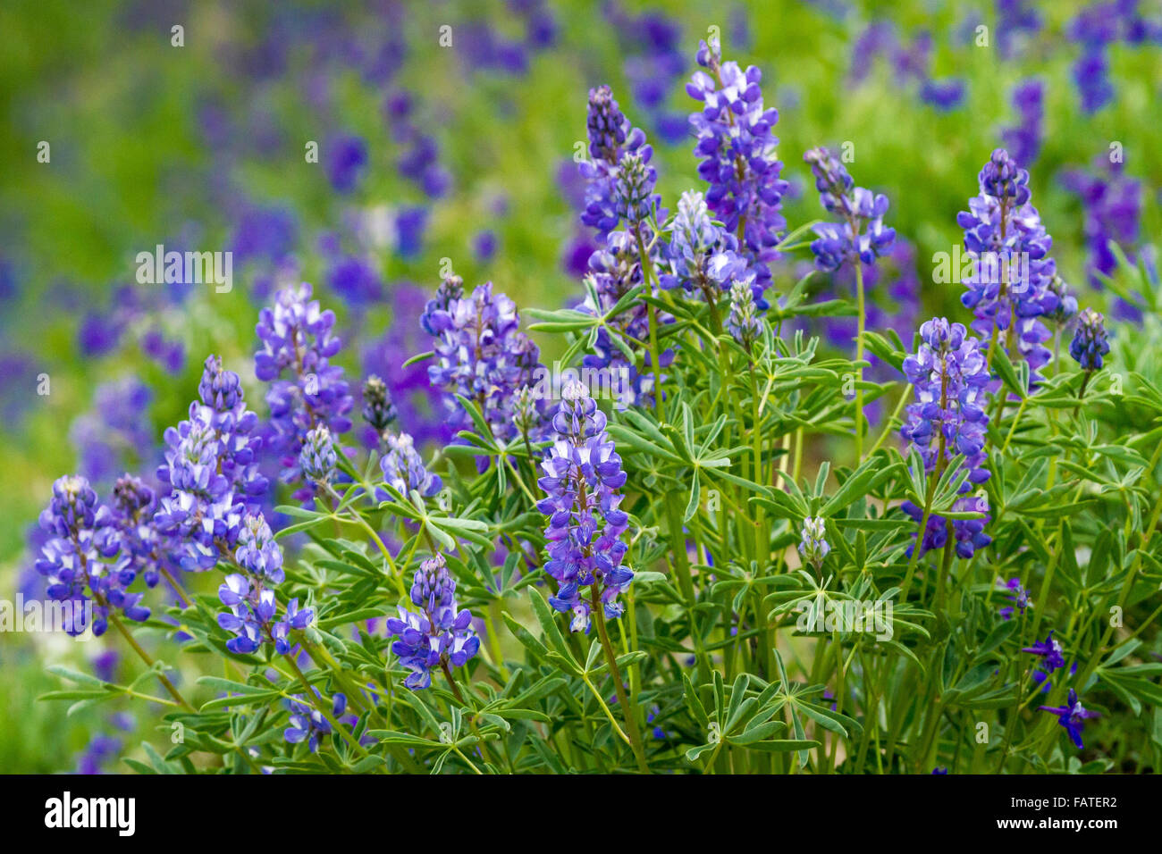 Larkspur et lupin wildflowers croître fortement dans un pré herbeux dans les Gros-ventres Montagnes de la Forêt Nationale de Bridger-Teton Banque D'Images