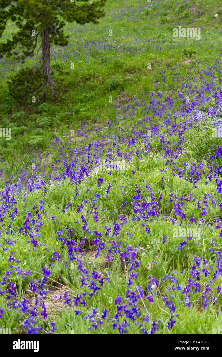 Larkspur et lupin wildflowers croître fortement dans un pré herbeux dans les Gros-ventres Montagnes de la Forêt Nationale de Bridger-Teton Banque D'Images