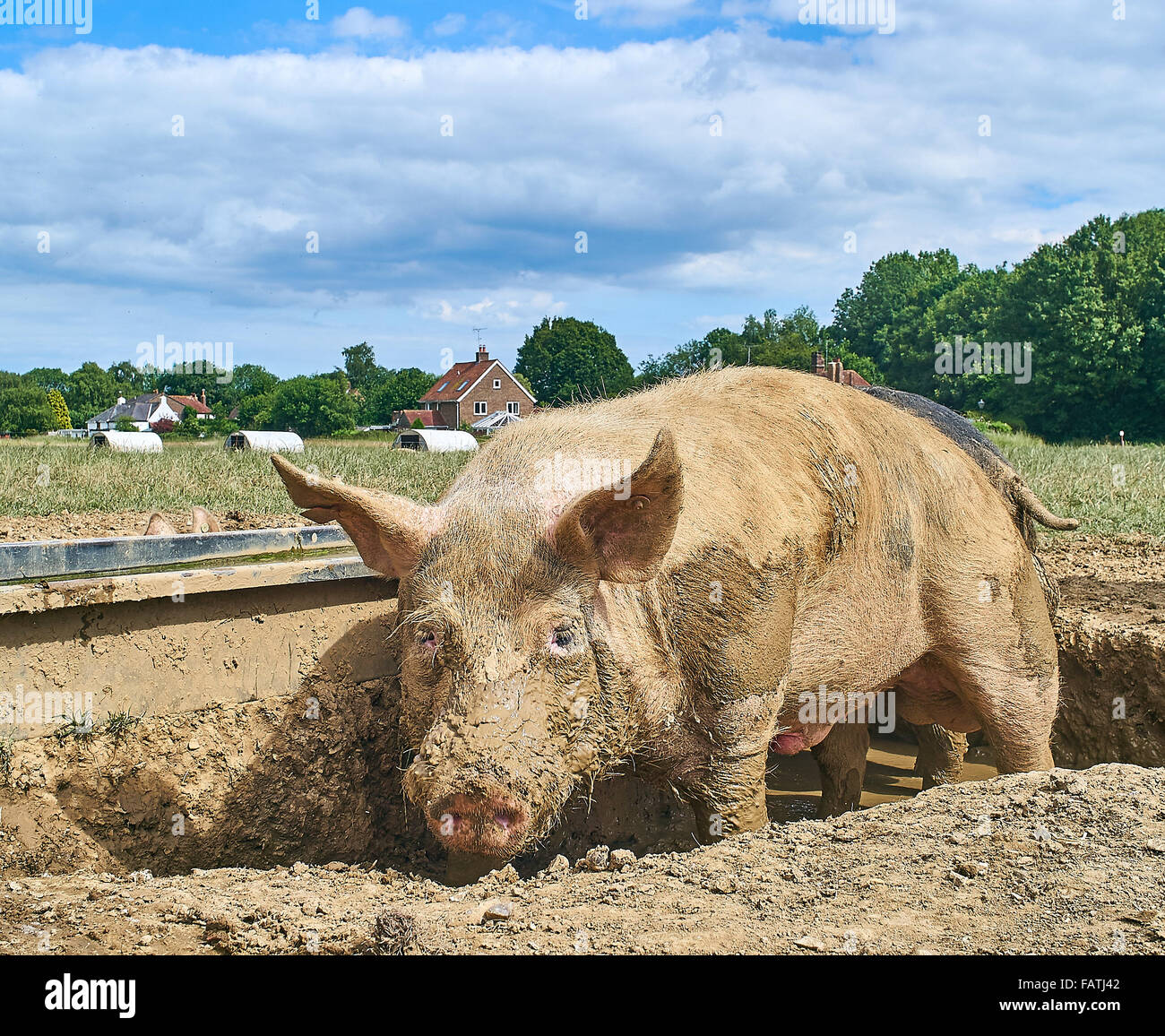 Un sanglier domestique ou de porc se vautrer dans la boue à une gamme de produits biologiques de cochons Banque D'Images