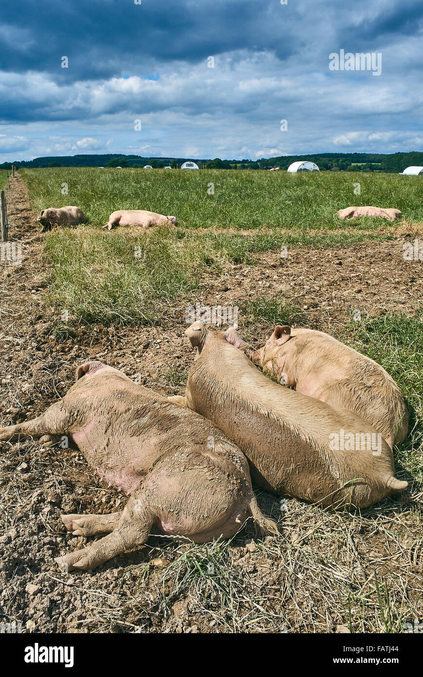 Gamme de porcs biologiques s'étendre dans un champ d'herbe à l'extérieur en été Banque D'Images