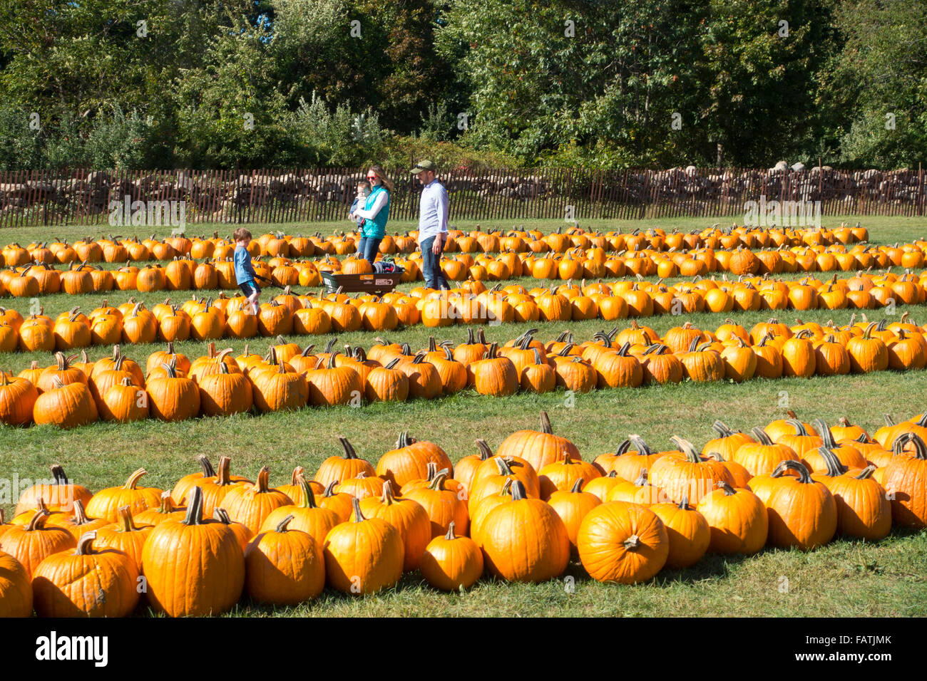 Cueillette de citrouilles à l'automne Banque D'Images