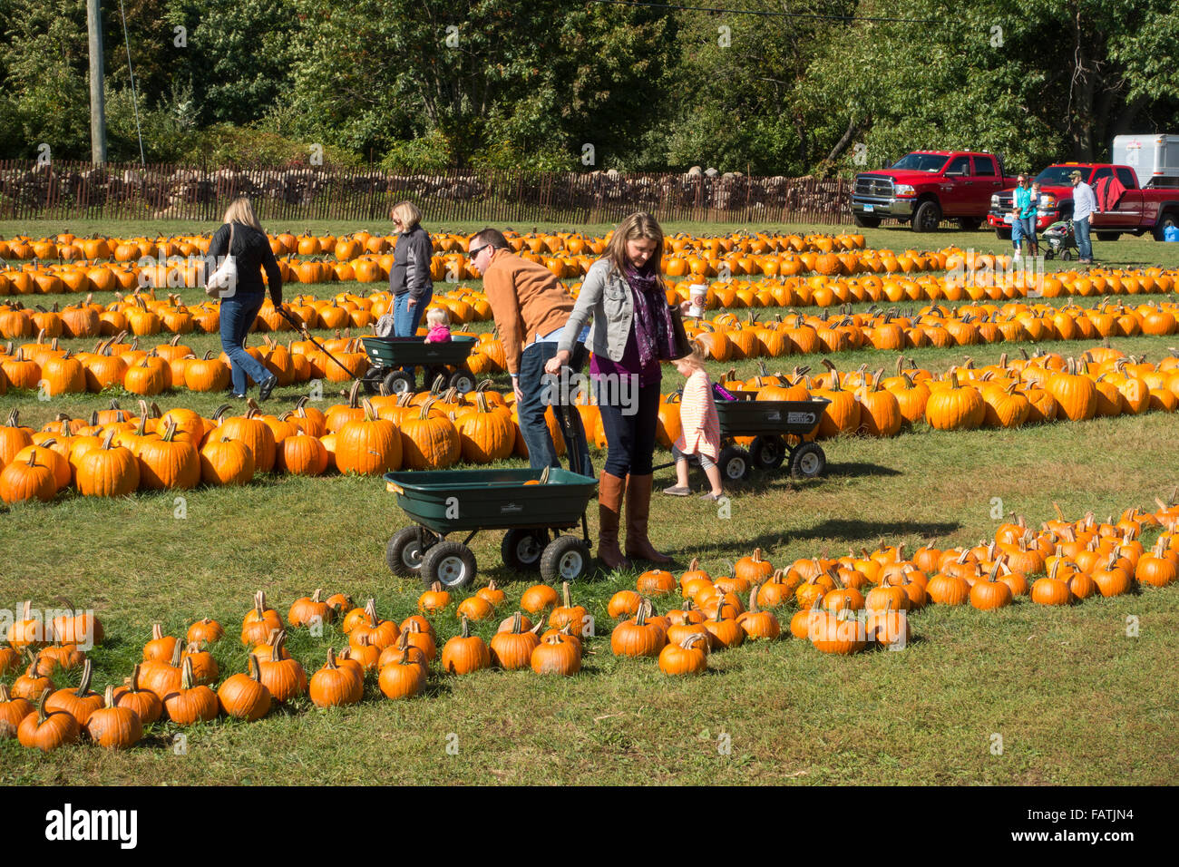 Cueillette de citrouilles à l'automne Banque D'Images