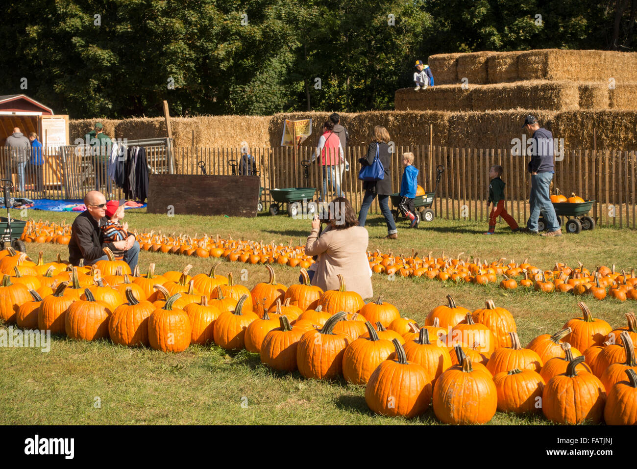 Cueillette de citrouilles à l'automne Banque D'Images