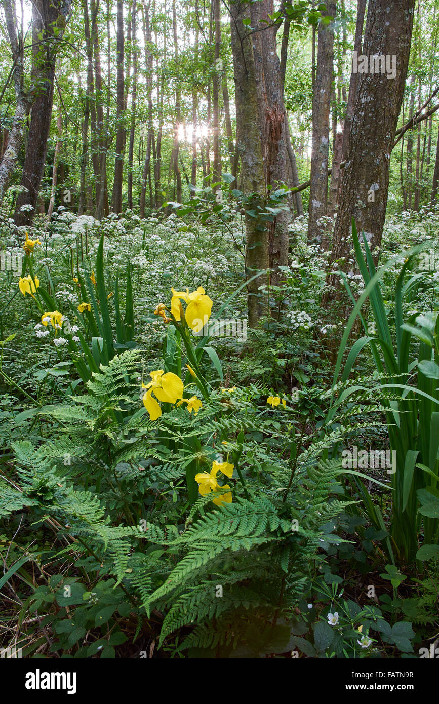 Aulne à feuilles caduques carr ancienne forêt humide Banque D'Images