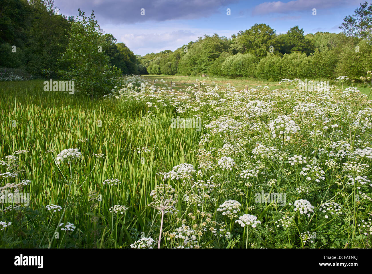 Oenanthe crocata Filipendule vulgaire de l'eau de la pruche Banque D'Images