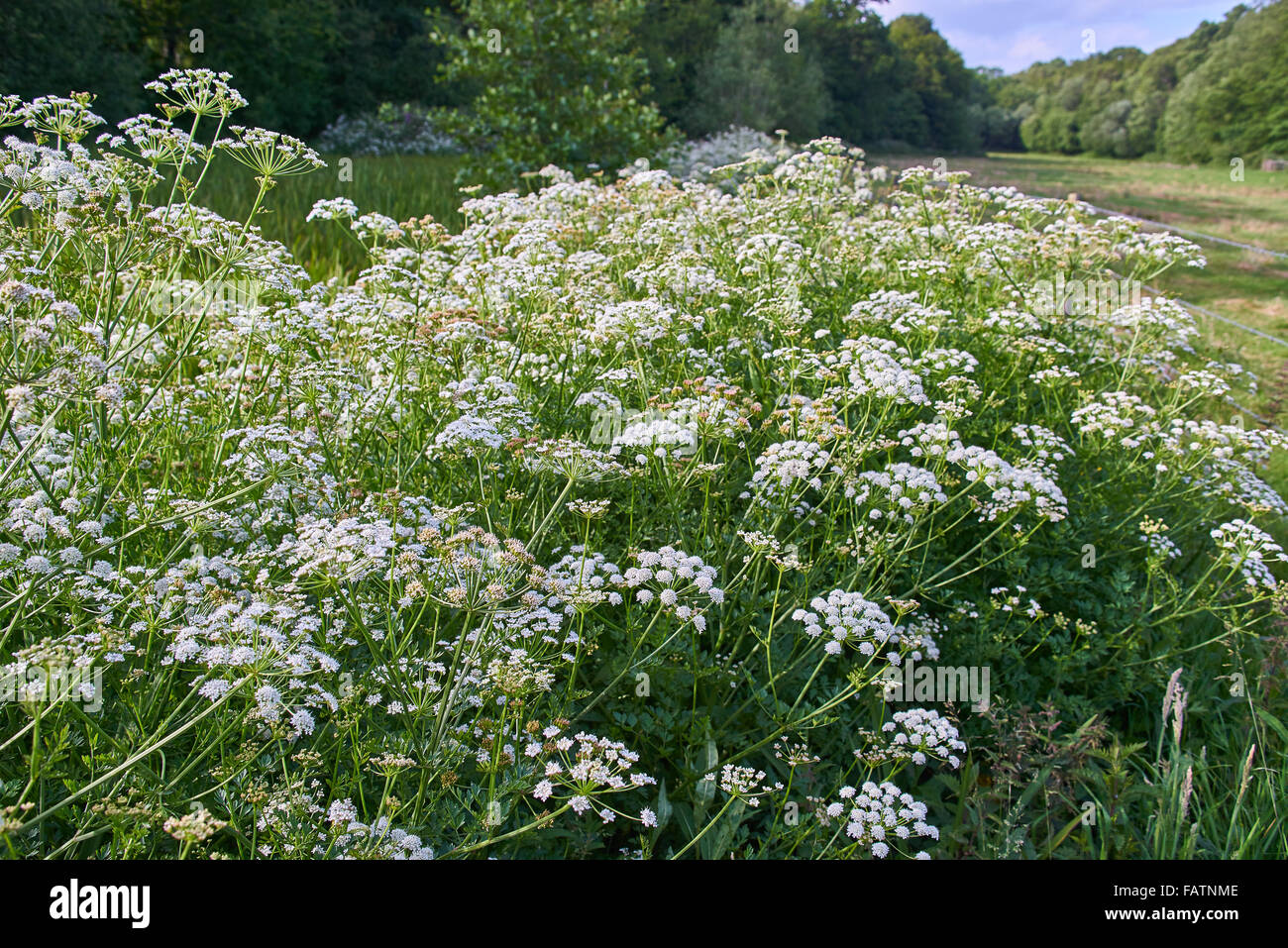 Oenanthe crocata Filipendule vulgaire de l'eau de la pruche Banque D'Images