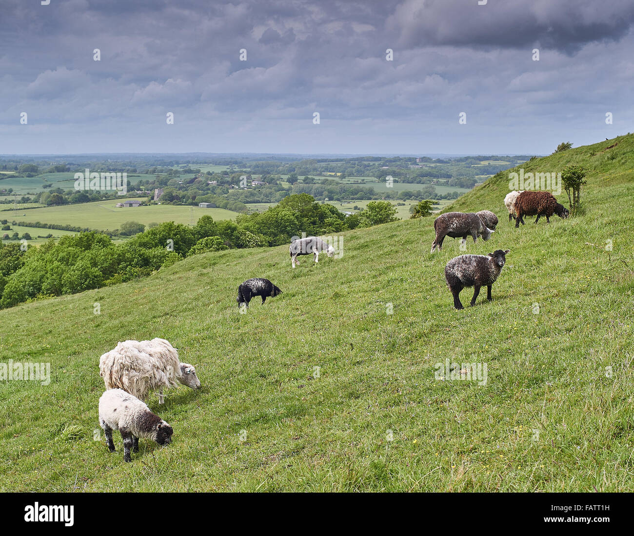 Un troupeau de moutons paissent Herdwick vieux, riches en espèces, sur la prairie de craie Réserve Naturelle de Lewes Downs Banque D'Images Un troupeau de moutons paissent Herdwick vieux, riches en espèces, sur la prairie de craie Réserve Naturelle de Lewes Downs Banque D'Images