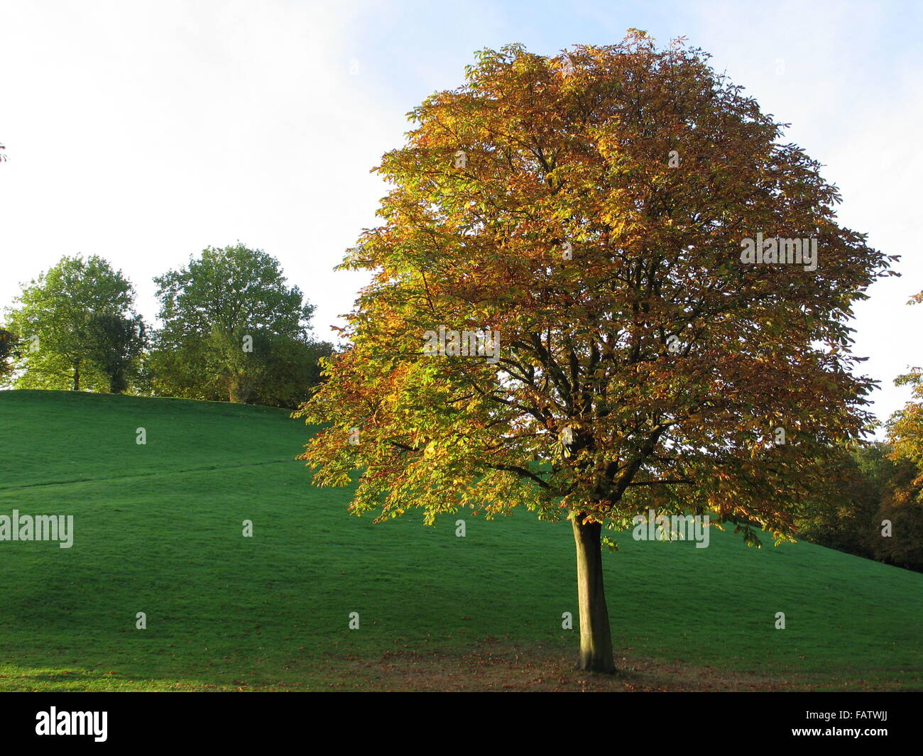 Paysage avec un arbre avec les feuilles d'automne Banque D'Images