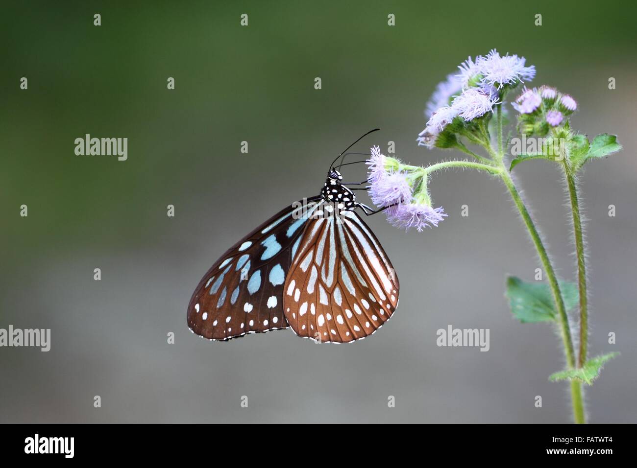 Beau papillon dans le bois Banque D'Images