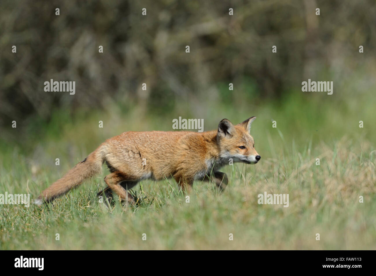 Curieux cub de Red Fox / Rotfuchs ( Vulpes vulpes ) explorer son environnement. Banque D'Images