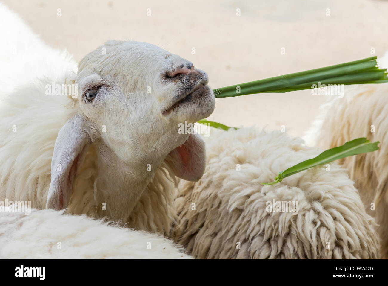 Moutons dans une ferme de manger des feuilles de canne à sucre Banque D'Images