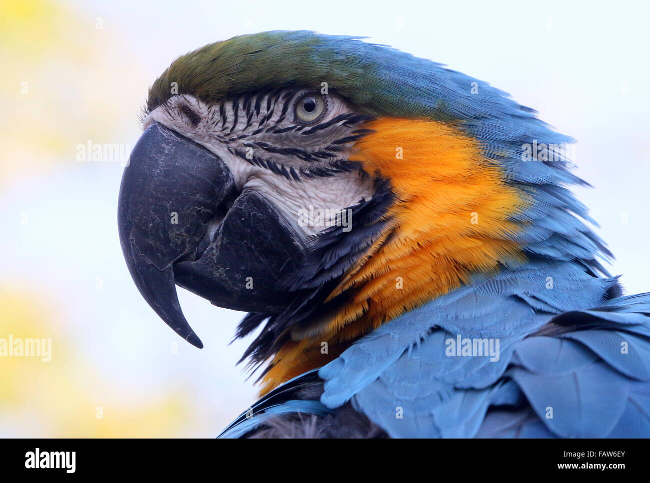L'Amérique du Sud, l'ara bleu et jaune (Ara ararauna) portrait. Banque D'Images