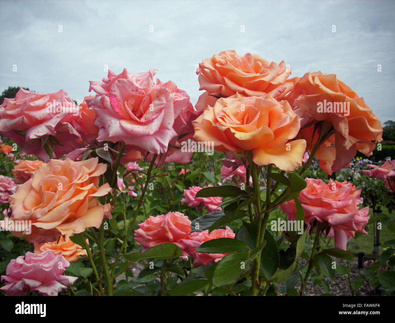 Rose saumon rose et roses standard Banque D'Images