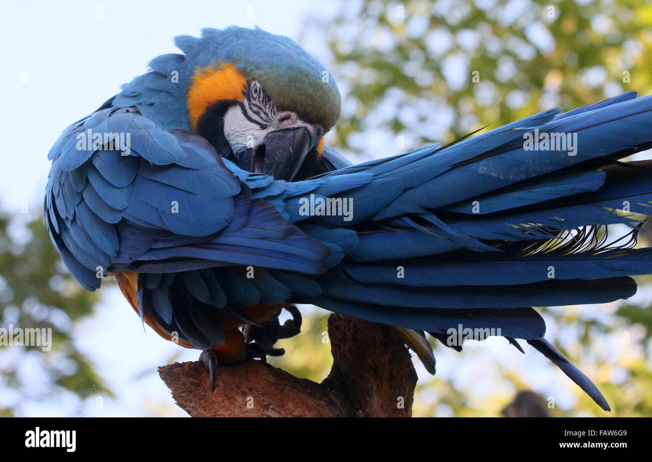 L'Amérique du Sud, l'ara bleu et jaune (Ara ararauna) se lissant ses plumes Banque D'Images