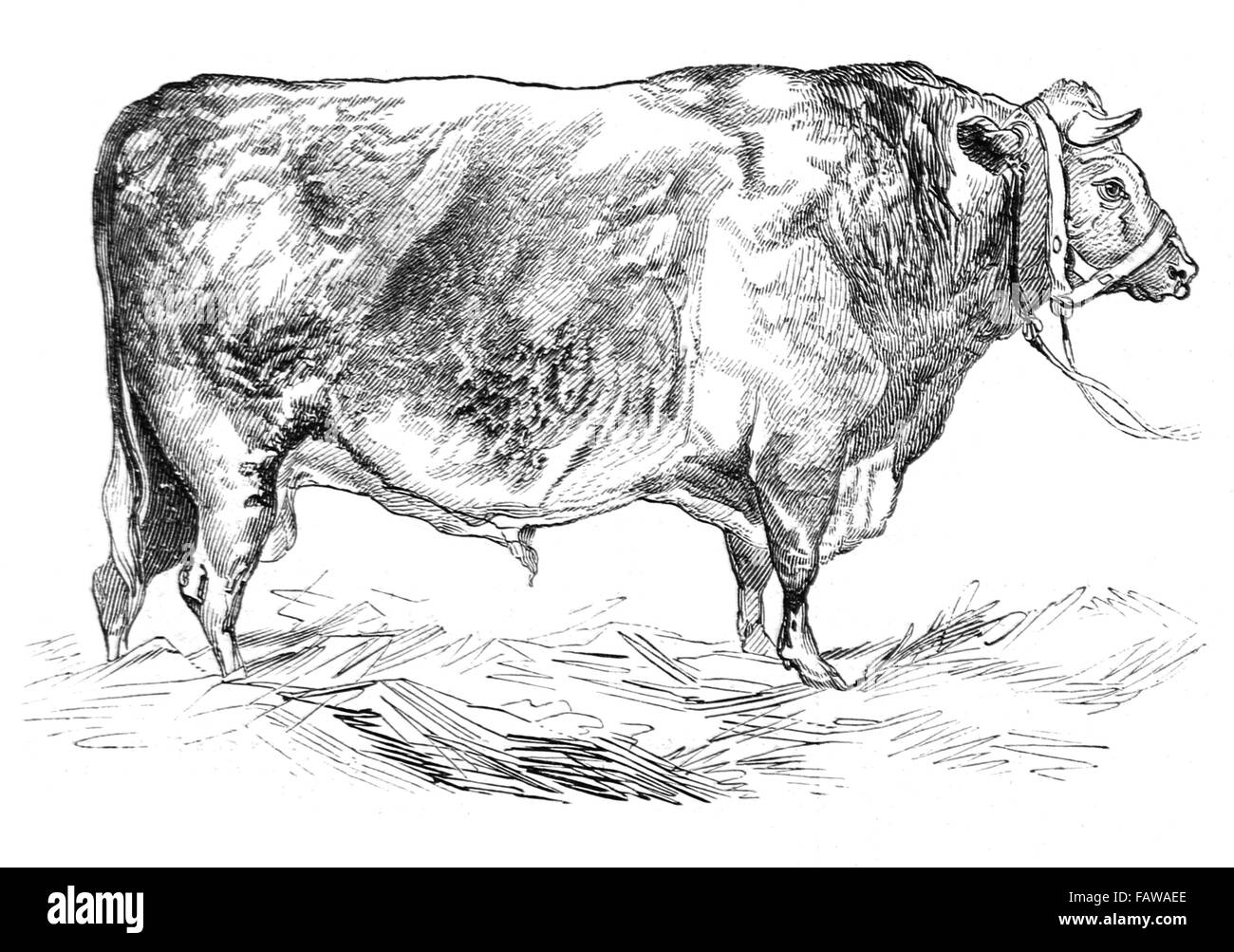 Les iguanes à taureau Hereford, produites par M. W Foulds, Southampton 1844 Réunion de la Royal Agricultural Society Illustrated London N Banque D'Images