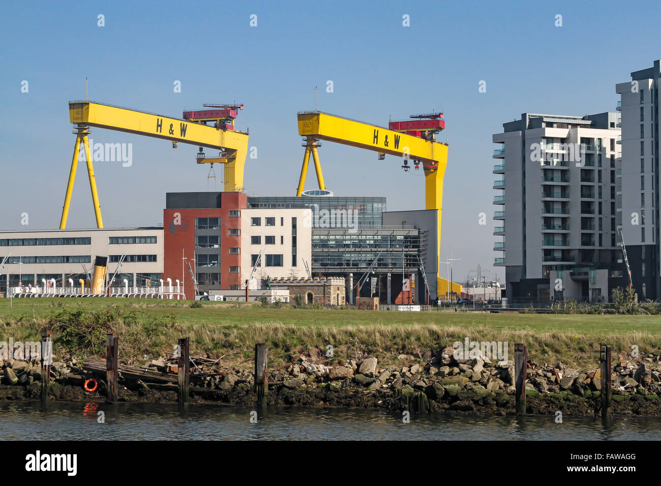 Grues de chantier Belfast Harland et les grues emblématiques de Wolff Samson (plus haute) et Goliath ont été construites par Krupp et sont une vue célèbre sur la ville. Banque D'Images