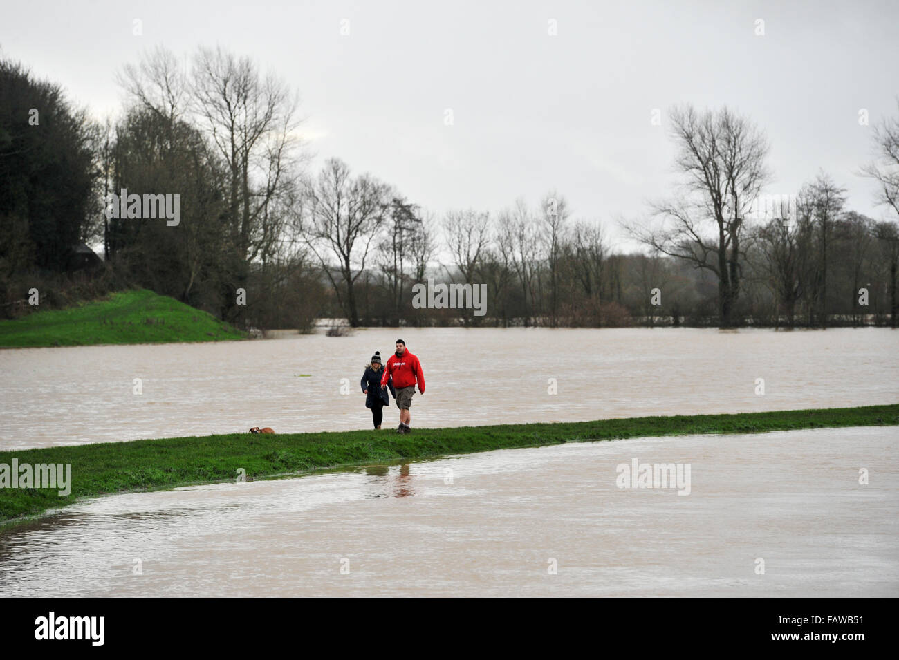 Alfriston, Sussex, UK. 5 janvier, 2016. Les promeneurs de chiens sur une banque étroite entre l'inondation à Alfriston East Sussex où la rivière Cuckmere a éclaté ses rives . Les prévisions météo sont de fortes pluies à effectuer lors d'une baisse au cours des 12 heures dans la région causer plus de problèmes Crédit : Simon Dack/Alamy Live News Banque D'Images