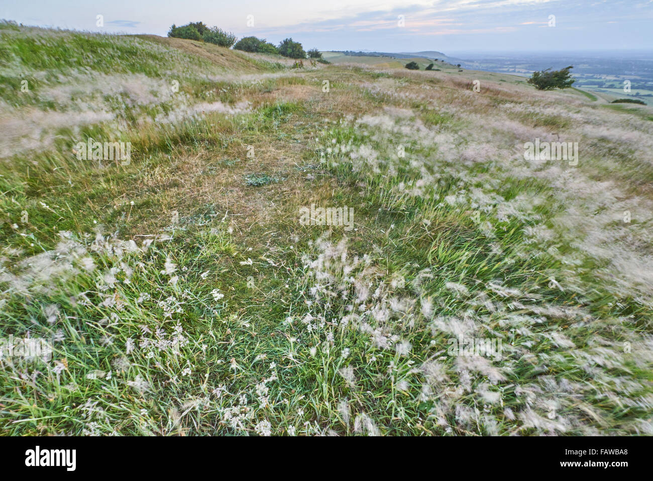 Vent dans l'herbe sur une colline sur le parc national des South Downs Banque D'Images Vent dans l'herbe sur une colline sur le parc national des South Downs Banque D'Images