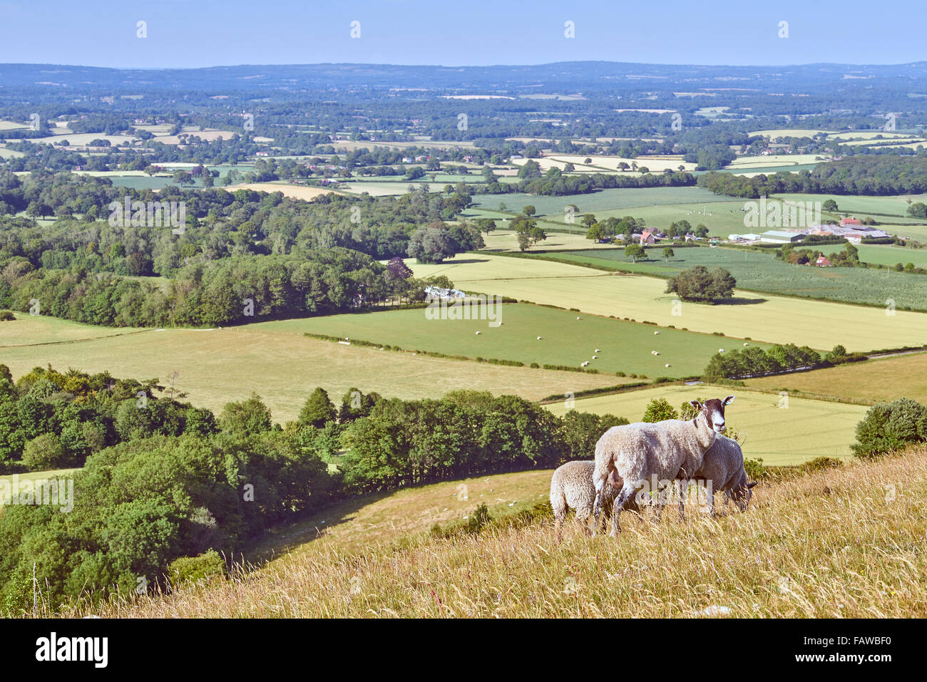 Paysage de la Low Weald du South Downs avec Moutons Banque D'Images Paysage de la Low Weald du South Downs avec Moutons Banque D'Images