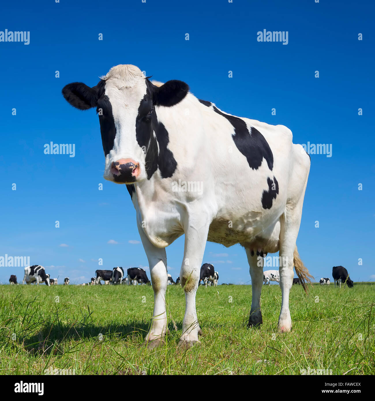 Portrait de vache noir et blanc avec ciel bleu Banque D'Images
