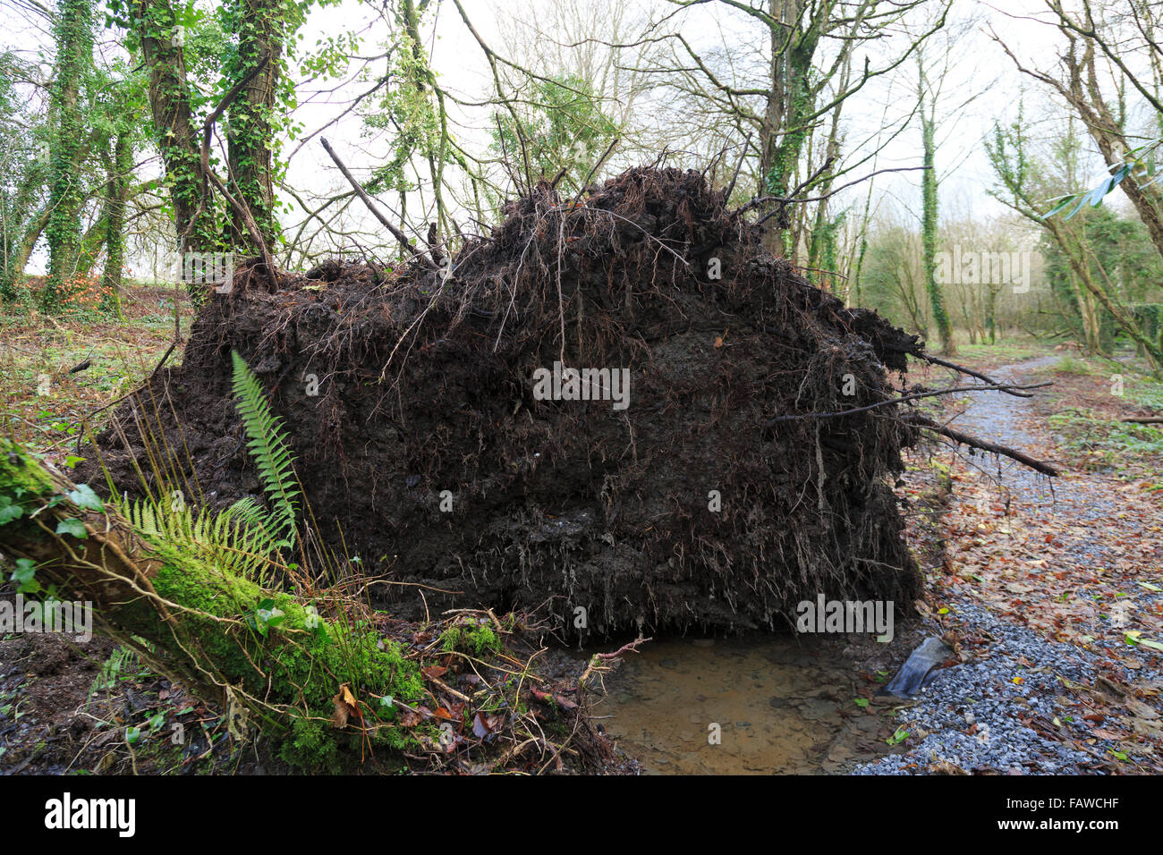 Le comté de Limerick, Irlande. Le 5ème, 2016. Souche d'arbre d'arbre tombé des grands vents. Crédit : Stephen Power/Alamy Live News Banque D'Images