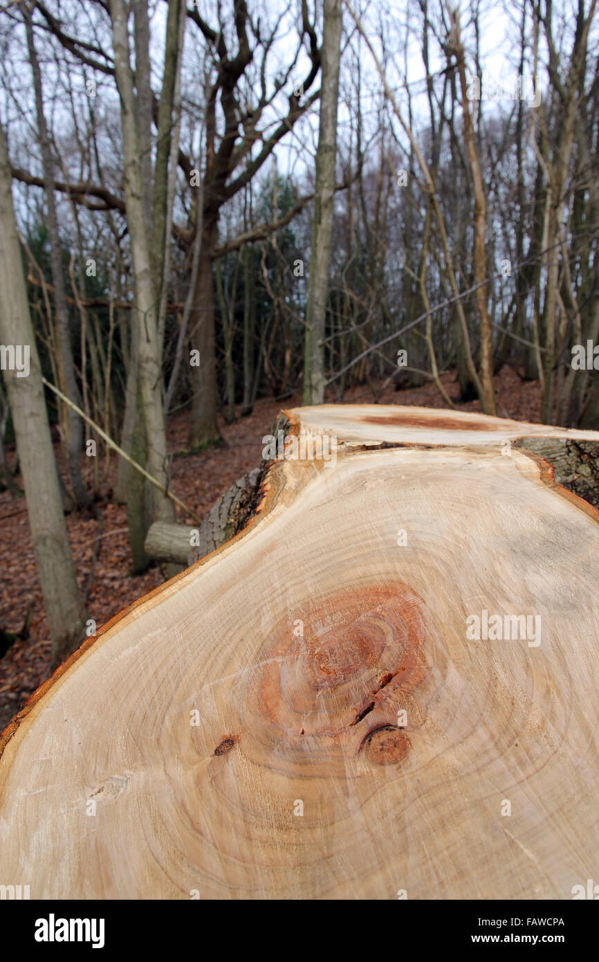 L'exploitation forestière des bois Sussex Banque D'Images