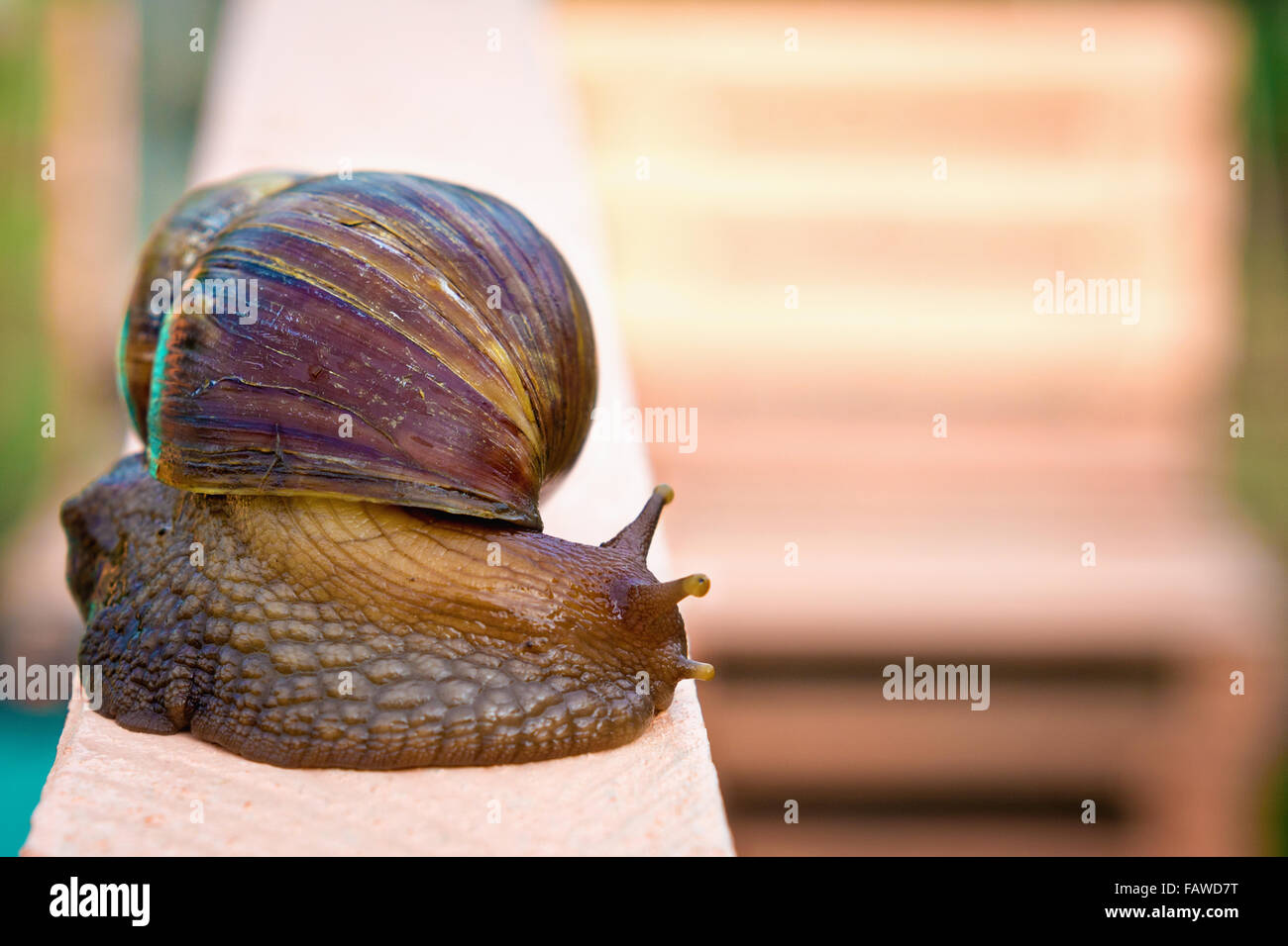 - L'escargot géant Achatina Banque D'Images