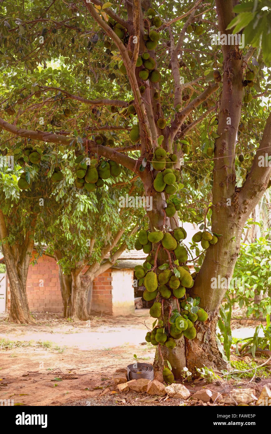 Jackfruit tree plein de fruits. Banque D'Images