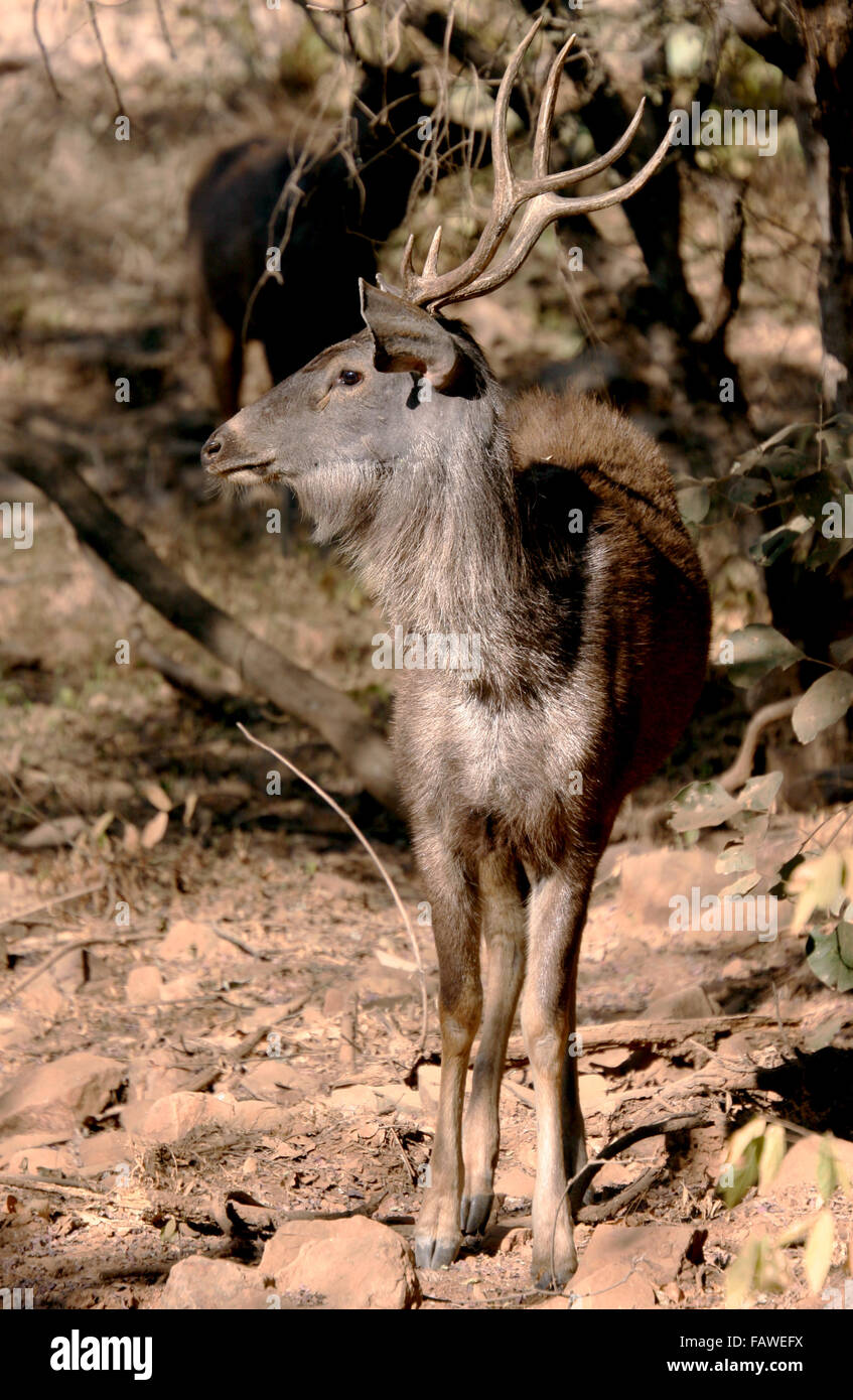 Avec des cornes de cerf Sambar Inde Banque D'Images