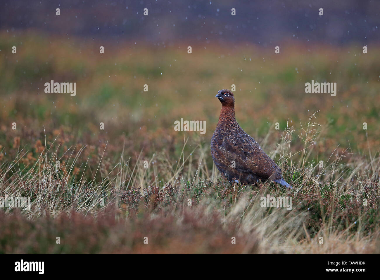 Lagopède des saules (Lagopus lagopus scotica) Banque D'Images