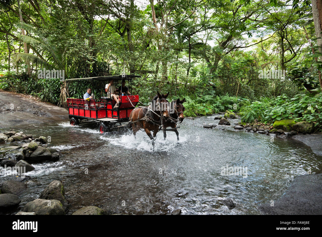 Tour de chariot tiré par des mulets traverse la rivière Waipio dans la vallée Waipio ; Oahu, Hawaii, United States of America Banque D'Images