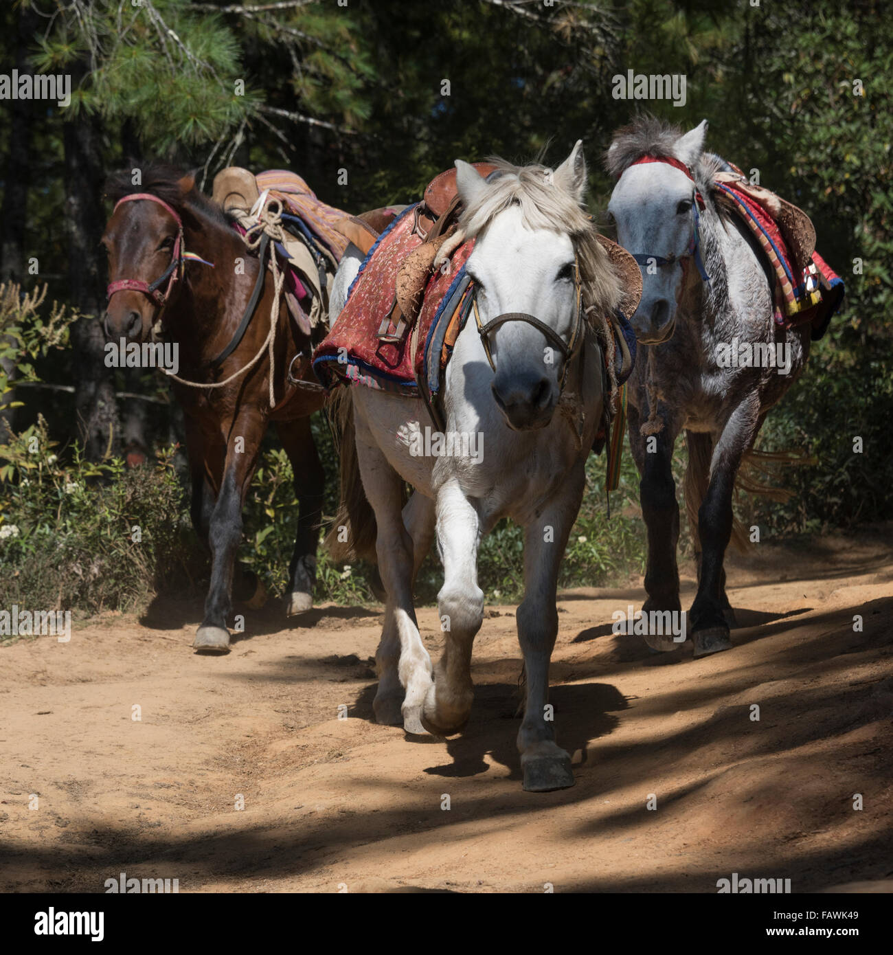 Chevaux sur la piste de Taktsang, Paro, Bhoutan Banque D'Images